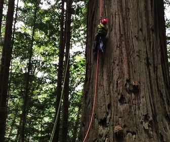 Replay En Californie, la mission des grimpeurs d'arbres géants - GEO Reportage