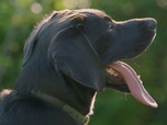 Replay Chiens et chats sans collier - Un refuge, des destins
