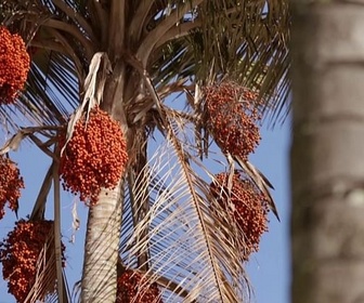 Replay Invitation au voyage - 25/03/2026 - En Colombie, des palmiers à bougie