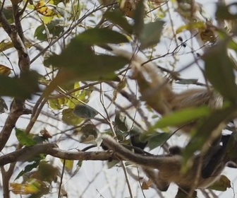 Replay Les alliés de la forêt - Les animaux, sauveurs des forêts tropicales