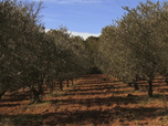Replay Les Carnets de Julie - Les Saveurs de l'huile d'olive